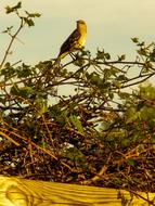 a bird at sunset in the trees