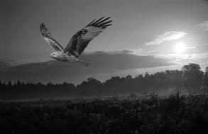Nature Bird Of Prey Sun