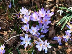 purple flowers on dry grass