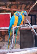 Parrots Zoo Bird