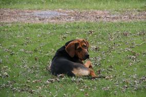 Dog Outside Laying Down