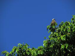 Green Landscape Nature