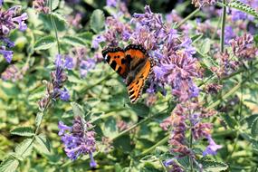 Flowers Butterfly Wing Insect