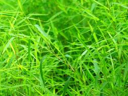 Background Green Grass