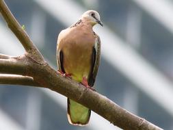 Bird Close Up Tree Branch