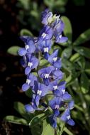 Blue Bonnet Flower
