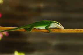 Lizard Green Nature