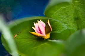 Flower Water Lily Tei Pink