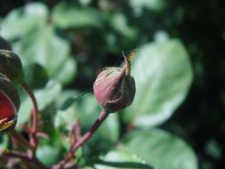 Rose Flower macro blur