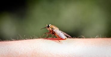 Mosquito Fly Hand