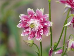 Columbine Flower Pink
