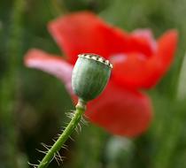 poppy bud gorgeous closed