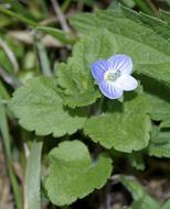 little flower on a leaf