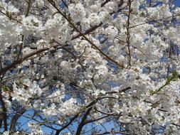 Cherry Blossoms Flowers