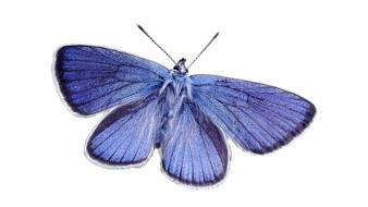 Butterfly Blue Nature art