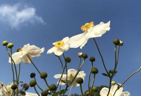 Flowers White Flower Nature
