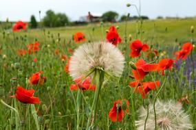 Poppies Dandelion Seeds field