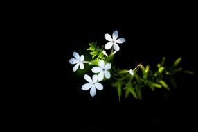 Flower Daisy Blossom