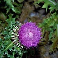 Thistle Flower Wild