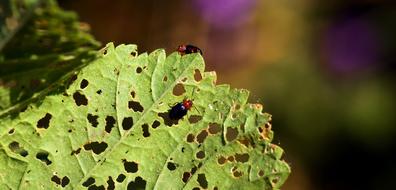 insect on a leaf with holes in it