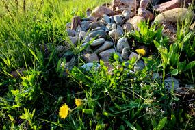 Stones Grass Summer