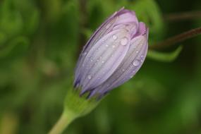a beautiful flower in a drop of water