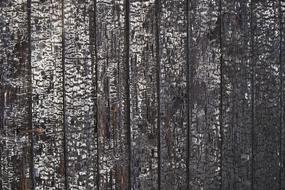 Wood Burnt Texture