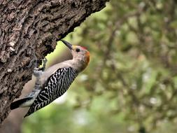 Bird Woodpecker macro blur