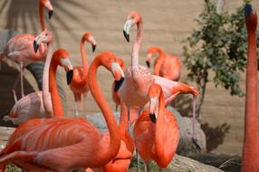 wild Flamingos in Zoo