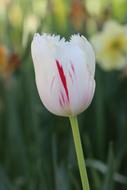 Tulips White Pink