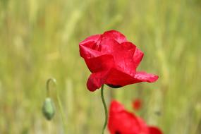 Papaver Rhoeas Flower closeup photo