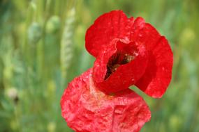 Papaver Rhoeas Flower Plant