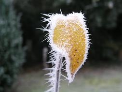 Morning Meadow Hoarfrost