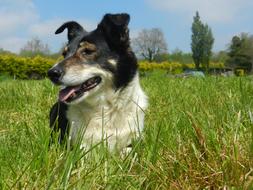 Domestic Animal Dog on Field