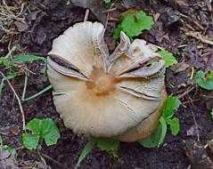 a nice big mushroom in the woods