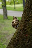 Starling Bird Nature