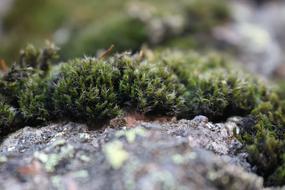 Moss Nature Macro