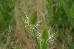 closeup photo of Green Thistle Flowers