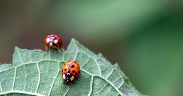 Ladybug Beetle Nature