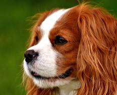 Dog Cavalier King Charles Spaniel