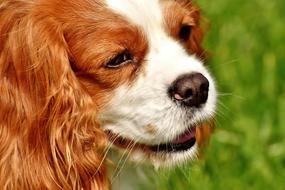 Dog Cavalier King Charles Spaniel