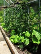 greenhouse with plants