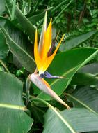 Flower Bird Of Paradise Tropical