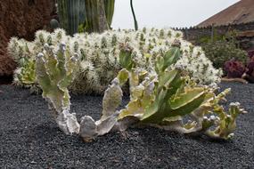 Jardin De Cactus Lanzarote