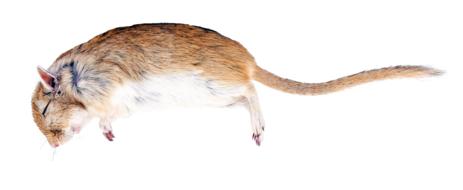 sleeping furry mouse