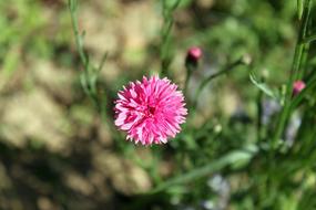 Field Flower Meadow Wild Flowers