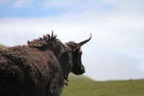 Qinghai Pet