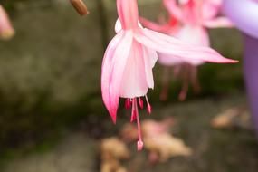 Pink Flower Bright Stamens