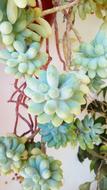 Plant Succulent Gross Floor