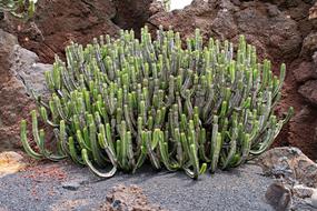 Jardin De Cactus Lanzarote
